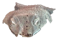 Tête gecko mue